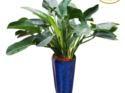 Gợi ý địa chỉ cung cấp cây xanh quà tặng theo yêu cầu uy tín