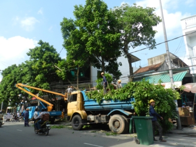 Chuyên cung cấp dịch vụ cắt bứng di dời cây xanh với mức giá tốt nhất