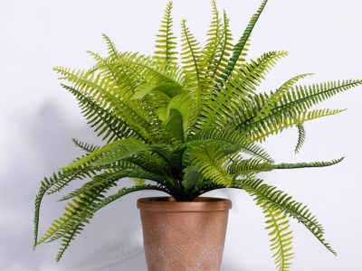 Top 10 loại cây xanh lý tưởng cho nhà phố giúp thanh lọc không khí, đẹp mắt dễ chăm