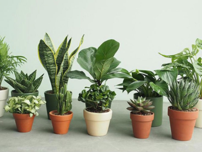 Lưu ngay nơi chuyên decor cây xanh trong quán cà phê