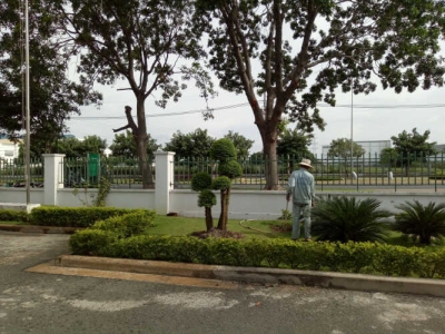 Đâu là địa chỉ chuyên chăm sóc cây xanh giá tốt tại Bình Dương?