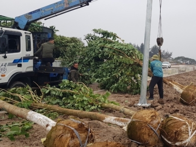 Đâu là dịch vụ cắt bứng di dời cây xanh chuyên nghiệp nhất hiện nay?