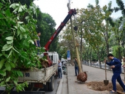 Tham khảo ngay dịch vụ cắt bứng di dời cây xanh của Minh Hân