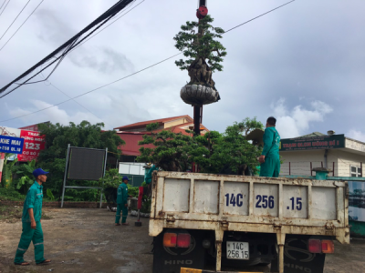 Nên lựa chọn nơi cung cấp dịch vụ cắt bứng di dời cây xanh sân vườn nào?