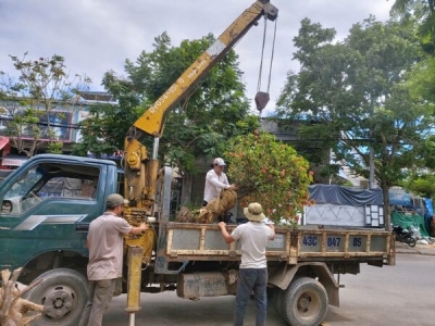 Địa chỉ chuyên cung cấp dịch vụ cắt bứng di dời cây xanh uy tín nhất