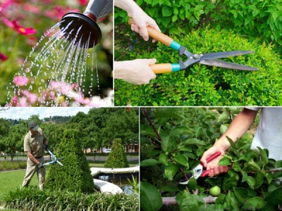 Dịch vụ chăm sóc bảo dưỡng cây xanh chuyên nghiệp