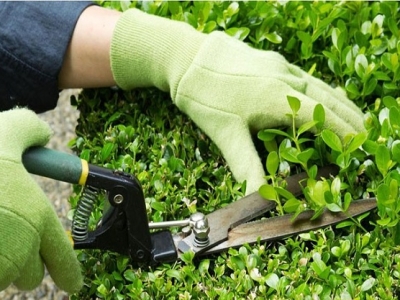 Đơn vị cung cấp dịch vụ chăm sóc cắt tỉa cây xanh