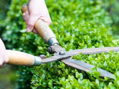 Công ty cung cấp dịch vụ chăm sóc cây cảnh biệt thự