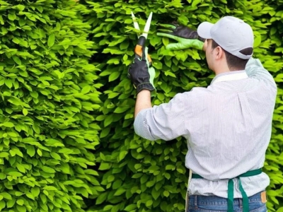 Lợi Ích Của Việc Tỉa Cây Định Kỳ