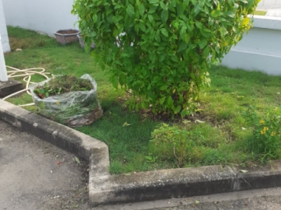 Dịch vụ chăm sóc cây cảnh tại nhà chuyên nghiệp uy tín