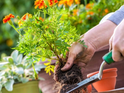 Đến ngay địa chỉ cung cấp dịch vụ chăm sóc cây cảnh tại nhà trọn gói hiệu quả