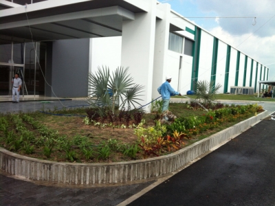 Đơn vị chuyên cung cấp dịch vụ chăm sóc cây xanh