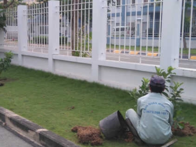 Tìm hiểu dịch vụ chăm sóc cây xanh theo yêu cầu uy tín