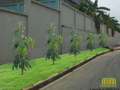 Đơn vị cung cấp dịch vụ chăm sóc cây xanh trọn gói uy tín Bình Dương