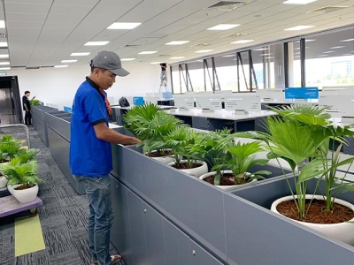 Cập nhật ngay dịch vụ chăm sóc cây xanh văn phòng uy tín, giá cạnh tranh