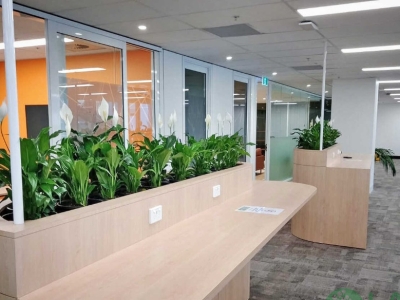 Khám phá dịch vụ chăm sóc cây xanh văn phòng trọn gói