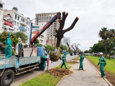 Cùng tham khảo ngay dịch vụ chặt cây di dời cây xanh chuyên nghiệp