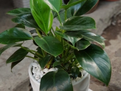 TOP công ty cung cấp dịch vụ cho thuê cây văn phòng chất lượng