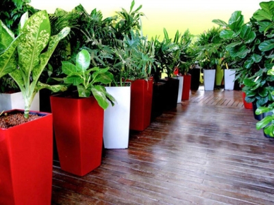 Những lý do bạn chọn dịch vụ cho thuê cây cảnh