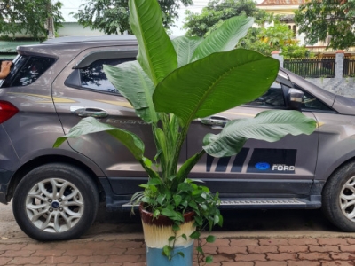 Nơi cung cấp dịch vụ điện hoa cây xanh chúc mừng giá rẻ