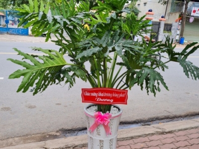 Khám phá nơi cung cấp dịch vụ điện hoa cây xanh chúc mừng khai trương
