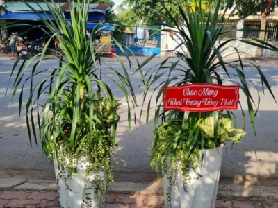 Dịch vụ điện hoa cây xanh giao nhanh Bình Dương uy tín