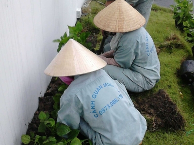 Khám phá một đơn vị chuyên nhận chăm sóc cây xanh uy tín