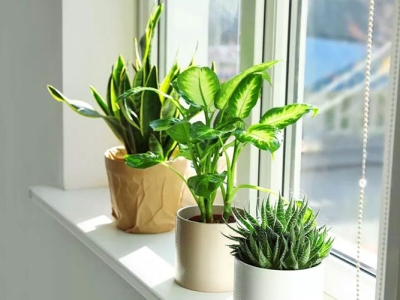 Vị trí đặt cây phong thủy mang lại tài lộc, may mắn cho gia đình