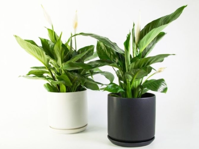 Bạn đang mốn tìm đơn vị cung cấp cây xanh số lượng lớn?