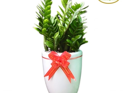 Báo giá cây xanh khai trương tốt nhất tại MINH HÂN