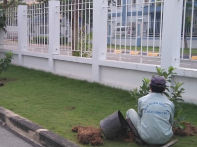 Tham khảo ngay giá dịch vụ chăm sóc cây xanh uy tín