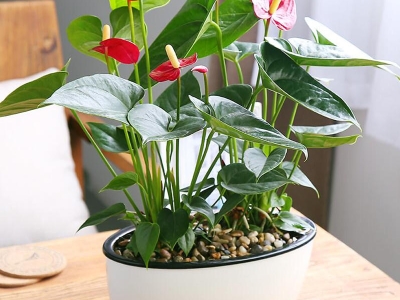 Note Ngay Đơn Vị Cung Cấp Cây Phong Thủy Quán Cafe