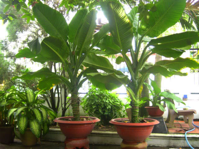 Trồng cây quanh sân nhà: 10 gợi ý cây dễ sống, ít rụng lá, hợp khí hậu Bình Dương – Sài Gòn.