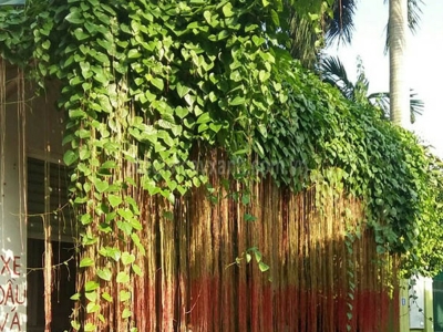 Giải pháp trồng cây chống nắng ban công nhà phố bền vững và thẩm mỹ