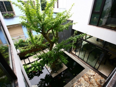 Cây Xanh Cho Nhà Mới Tại TPHCM: Hướng Dẫn Chọn Cây Hợp Khí Hậu