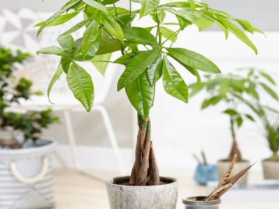 TOP những loại cây văn phòng được yêu thích nhất hiện nay