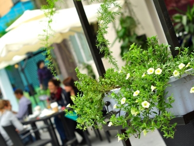 Cây Xanh Quán Cà Phê Phù Hợp