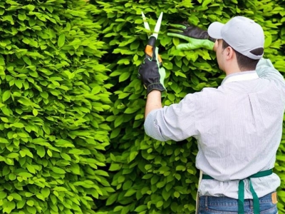 Địa chỉ nhận chăm sóc cắt tỉa cây xanh sân vườn chuyên nghiệp
