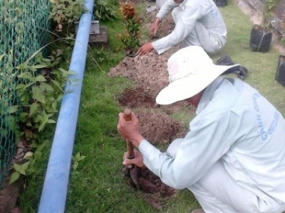 Địa chỉ chuyên nhận chăm sóc cây xanh tại nhà giá tốt