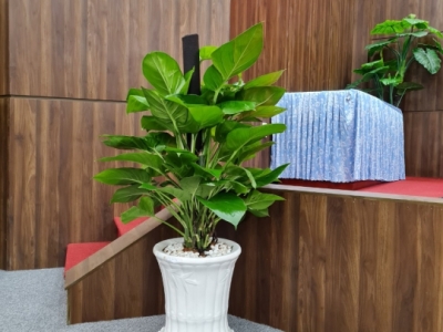 Đơn vị nhận chăm sóc cây xanh văn phòng giá tốt chất lượng