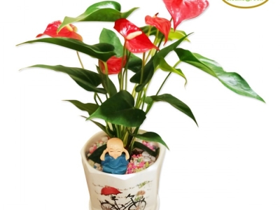 Nhận cung cấp cấy xanh khai trương giá tốt tại Bình Dương