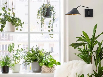 Những lợi ích bất ngờ của việc trồng cây xanh trong nhà