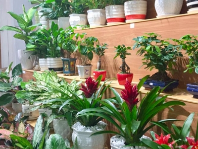 Chọn ngay nơi bán cây phong thủy theo tuổi may mắn, tài lộc đầy nhà