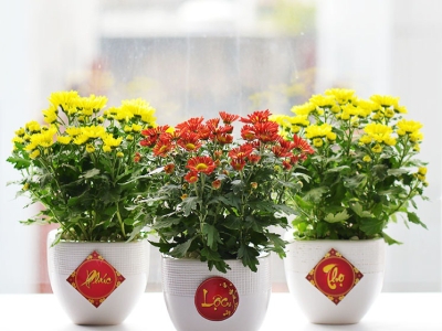 Chọn cây hoa cảnh trưng tết cần lưu ý điều gì?