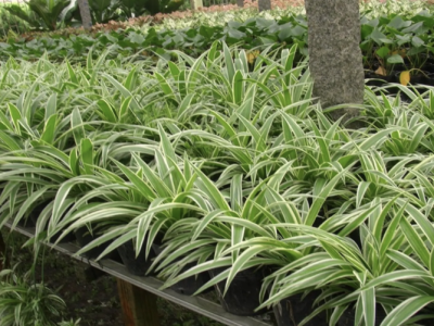 Bí Quyết Thiết Kế Và Chọn Cây Cho Sân Vườn Nhà Phố Mới Xây Chuẩn Năm 2025