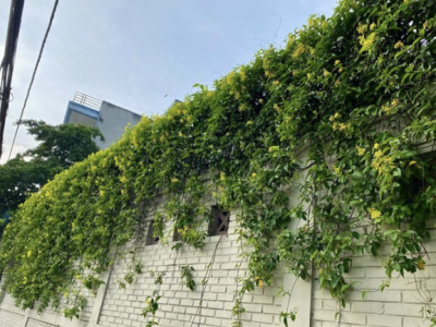 Hướng dẫn chi tiết chọn và chăm sóc cây leo ban công nhà phố chịu nắng gắt