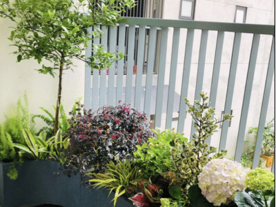 Lựa chọn và bố trí cây trang trí ban công nhà phố tối ưu không gian xanh