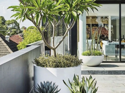 Gợi ý 7 mẫu chậu kiểng trồng cây đẹp TPHCM giúp sân vườn và mặt tiền nhà sang hơn hẳn