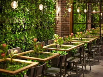 Cây Cho Quán Cà Phê Sân Vườn