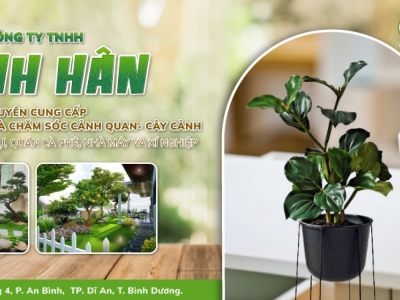 Nơi Bán Cây Cho Quán Cafe Uy Tín Tại TP.HCM